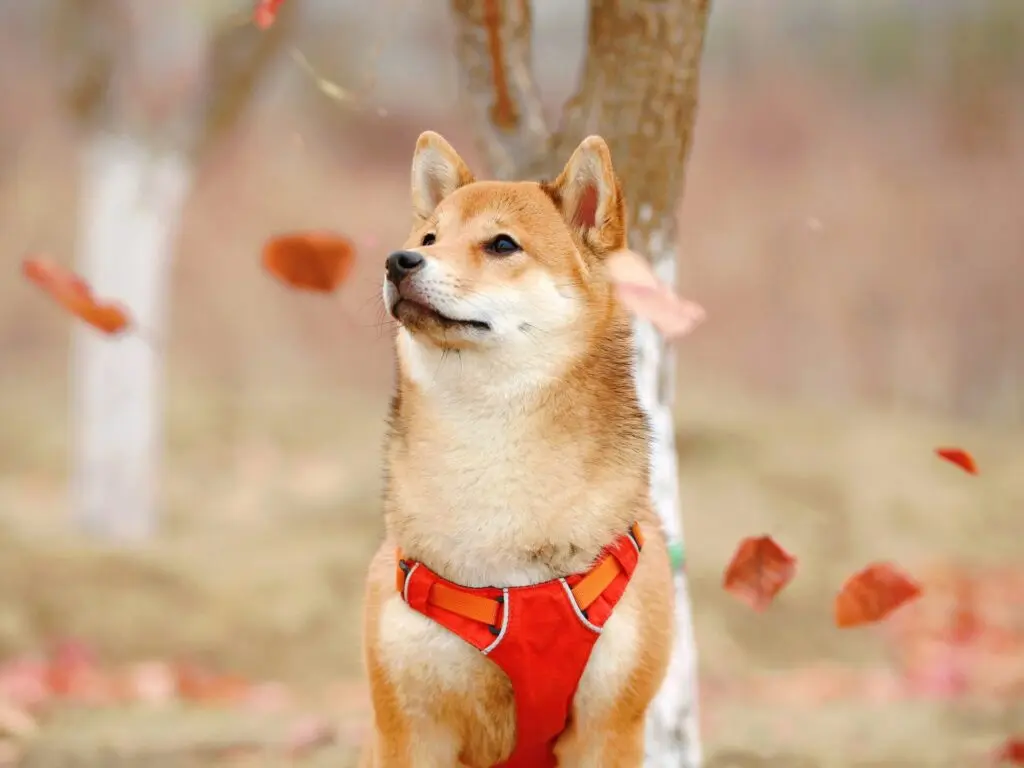 Čo očakávať od Dogecoinu?