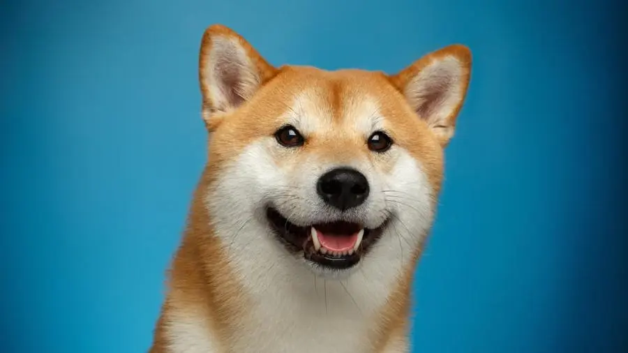 Dogecoin - najpopulárnejšia kryptomena v USA.