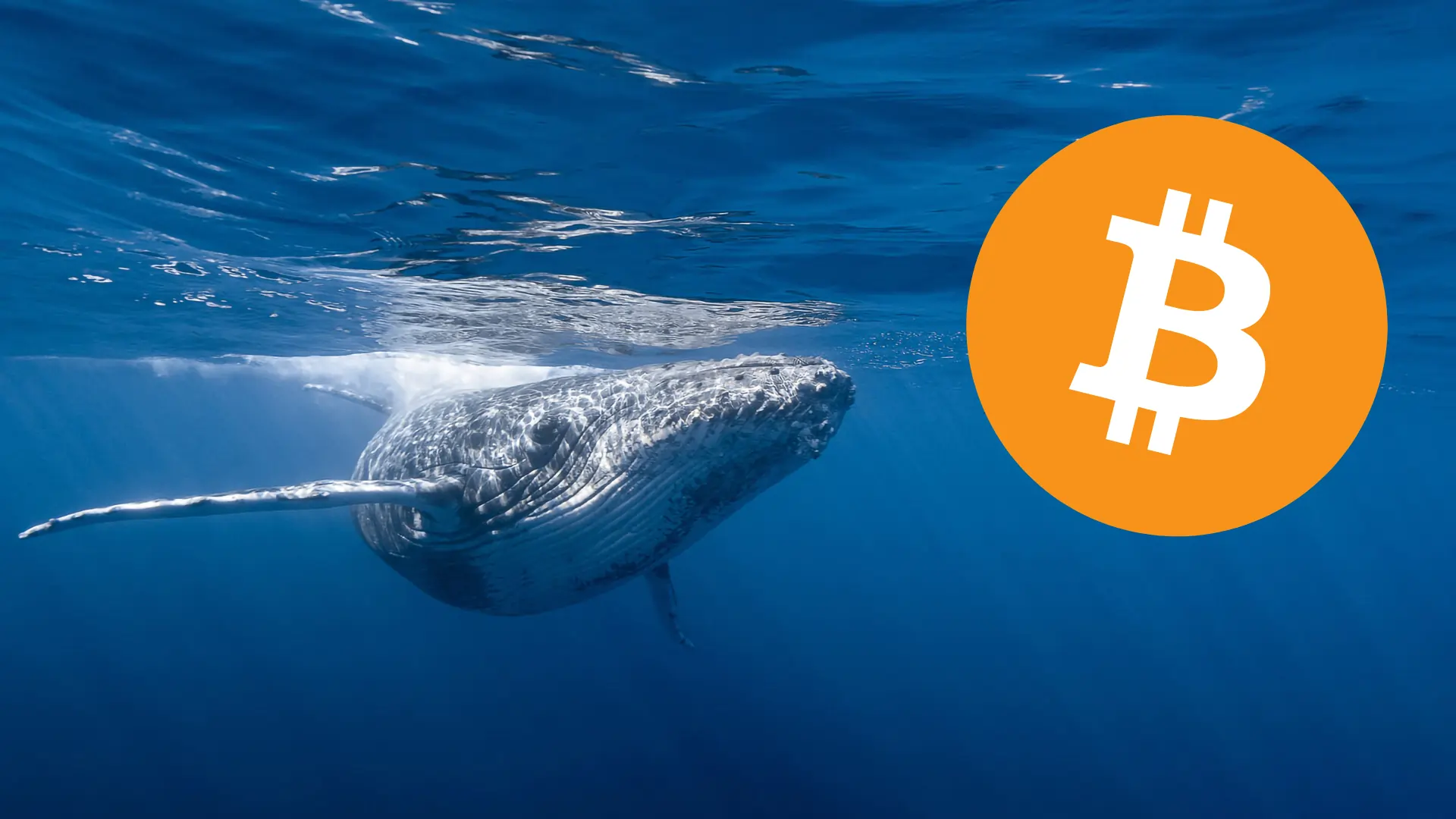 Staroveká veľryba Bitcoin sa pohybuje 60 miliónov dolárov po 12 rokoch!
