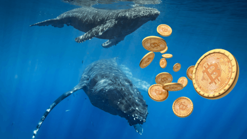 Bitcoin Whales' $3B Stash Surge odhalené v januárových údajoch